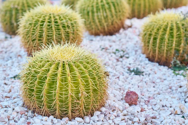 Bola de cactus echinocactus grusonii en el jardín. Primer plano del suculento cactus dorado del barril —  Fotos de Stock