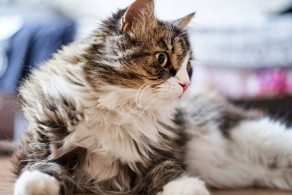 Jovem gato doméstico bonito em casa, close-up — Fotografia de Stock