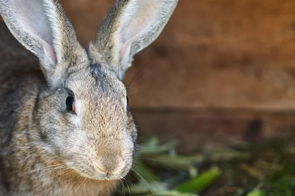 Bir kafeste sevimli gri ve kahverengi tavşan, yakın — Stok fotoğraf