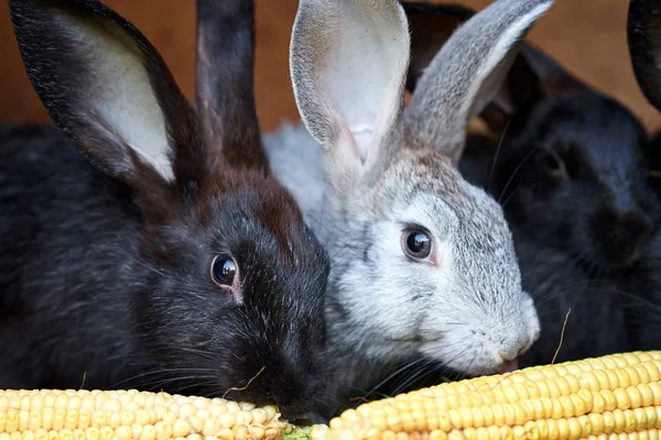 Серые и черные кролики едят кукурузу, крупным планом — стоковое фото