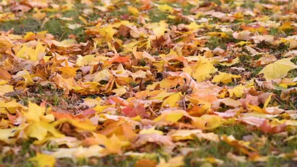 Close Woman Legs Shoes Walks Park Kicks Colorful Autumn Leaves — Stock Video