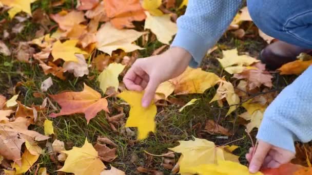 Frau Sammelt Buntes Herbstlaub Park Ein — Stockvideo