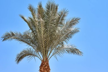 Mavi gökyüzüne karşı bir plajda Hurma ağacı