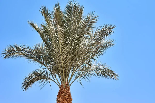 Palma da dattero su una spiaggia contro cielo azzurro — Foto Stock