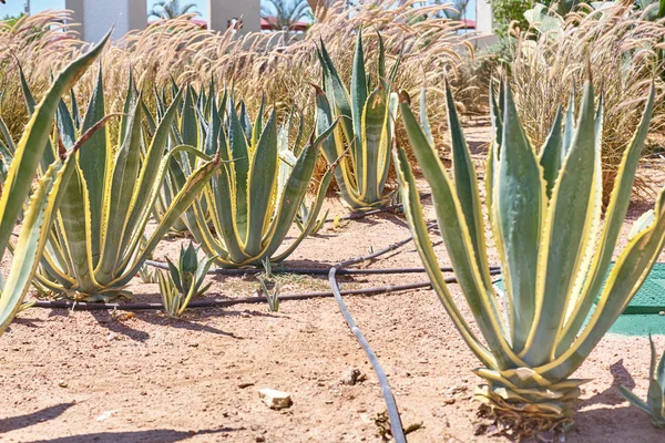 Paisaje de cactus verde en Egipto en un día de verano —  Fotos de Stock