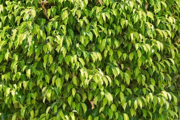 Зеленая растительная листва в качестве фона. Абстрактная текстура — стоковое фото