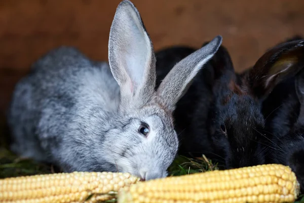 Coniglietti grigi e neri che mangiano spiga di grano, primo piano — Foto Stock