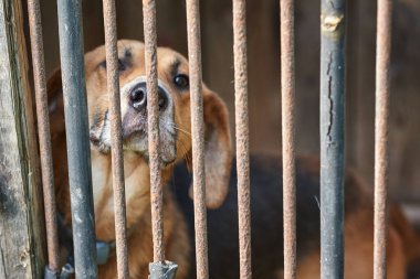 Çitin arkasındaki üzgün kahverengi köpek. Kafeste yalnız başına başıboş bir köpek