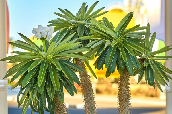 Primo piano di tre palme contro hotel sfocato — Foto Stock