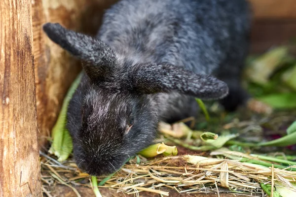 Coniglio nero che mangia erba in gabbia, primo piano — Foto Stock