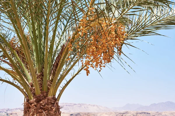 Primo piano di palma con una data frutta — Foto Stock