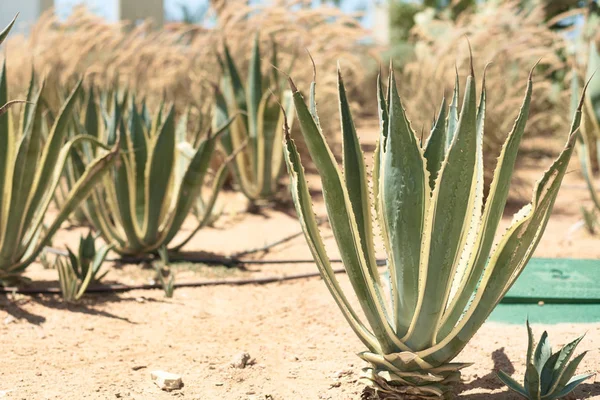 Paisaje de cactus verde en Egipto en un día de verano —  Fotos de Stock