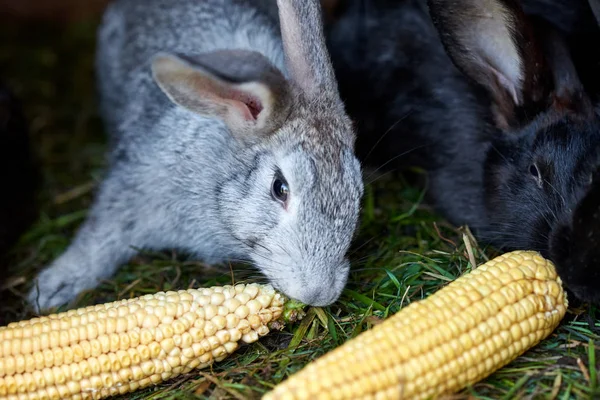 灰色和黑色兔子吃玉米的耳朵，特写 — 图库照片