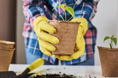 Sarı eldivenli kadın, bitkileri çeviriyor. Bitki bakımı kavramı