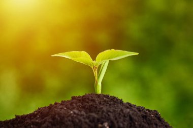 Topraktan büyüyen genç bitkiler, yaklaşın. Ekoloji ve bitki bakımı. Yeni yaşam konsepti