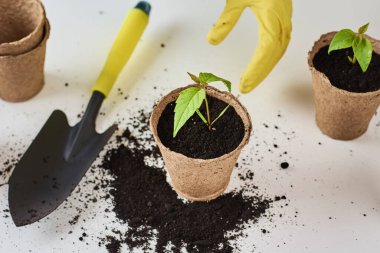 Sarı eldivenli kadın, bitkileri çeviriyor. Bitki bakımı kavramı