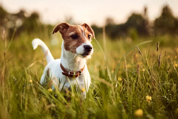 Jack Russell Terrier Kutya Portréja Este Kint — Stock Fotó