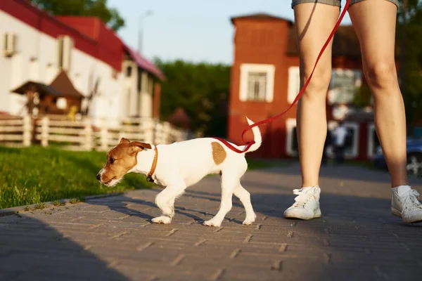 Proprietário Andando Seu Cão Terrier Jack Russell Fora — Fotografia de Stock