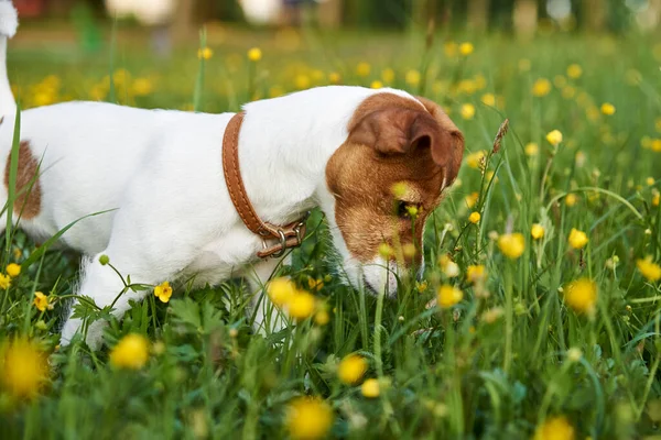 犬は芝生の上の公園で遊ぶ ジャック ラッセル テリアの肖像 — ストック写真