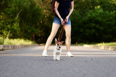 Sahibi dışarıda Jack Russell Terrier köpeğini gezdiriyor.
