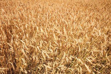 Çavdar kulakları kapansın. Yaz günü çavdar tarlası. Hasat konsepti