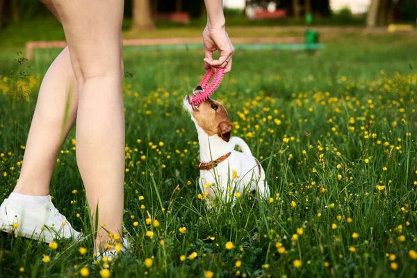 Właściciel Bawi Się Parku Psem Terrier Jackiem Russellem — Zdjęcie stockowe