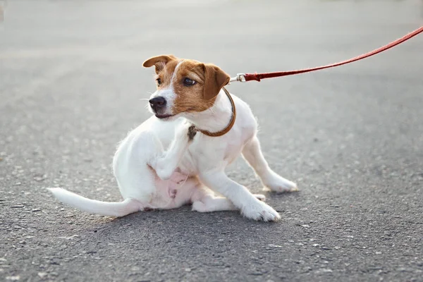 Sahibi dışarıda Jack Russell Terrier köpeğini gezdiriyor. Köpek sokakları tırmalıyor.