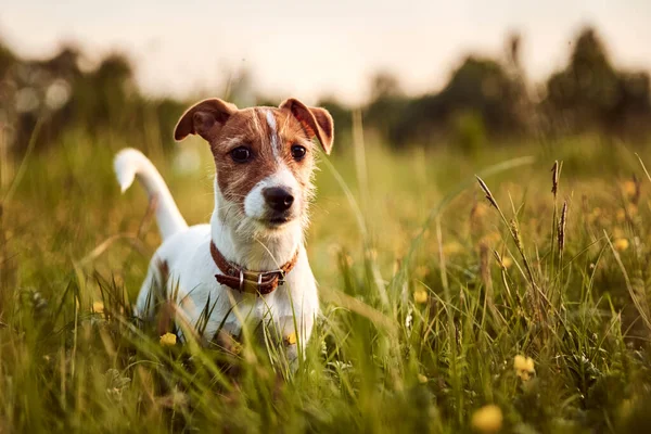 Porträt Von Jack Russell Terrier Hund Draußen Abend — Stockfoto