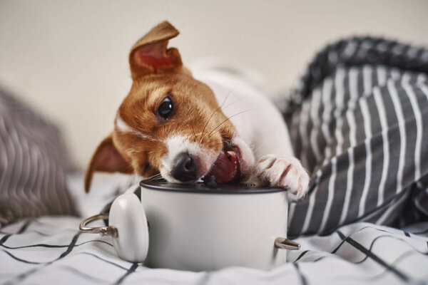 Jack russell terrier dog nibbles vintage alarm clock in bed. Wake up and morning concept