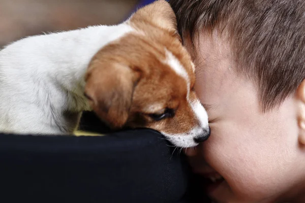 Jack russel terrier dog play with young boy