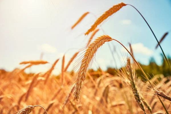 Orecchie Segale Chiudono Campo Segale Giorno Estate Concetto Raccolta — Foto Stock