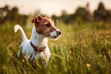 Köpek çimlerin üzerinde parkta oynuyor. Jack Russell Terrier 'in Portresi