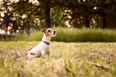 Jack Russell Terrier 'in portresi.