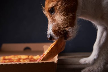 Jack Russell Terrier köpeği pizza yiyor. Sağlıksız yemek ve köpek. Evcil hayvan beslenmesi
