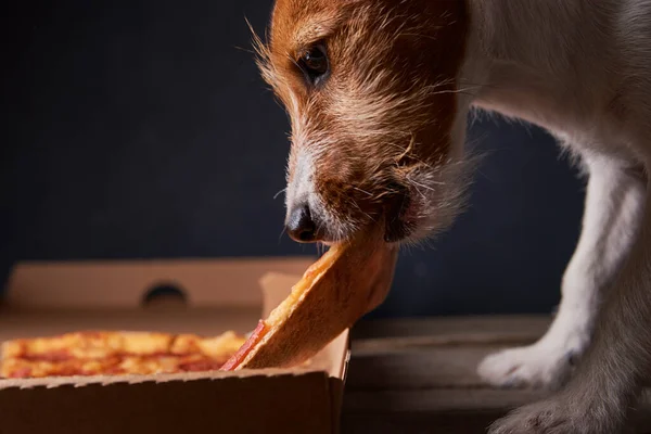 Jack Russell Terrier köpeği pizza yiyor. Sağlıksız yemek ve köpek. Evcil hayvan beslenmesi