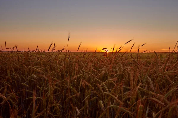 Campo Centeno Atardecer Concepto Cosecha —  Fotos de Stock