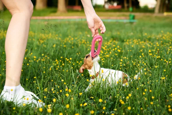 Proprietário Joga Com Jack Russell Cão Terrier Parque — Fotografia de Stock