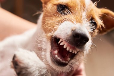 Çıplak dişleri olan saldırgan bir köpek. Sırıtkan köpek yavrusu Jack Russell Terrier