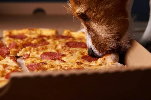 Jack russell terrier puppy eating pizza. Unhealthy food and dog. Pet nutrition