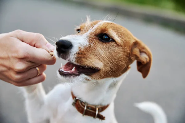 Anjing Anjing Lucu Bermain Dengan Tongkat Kayu Pemilik Bermain Dengan — Stok Foto