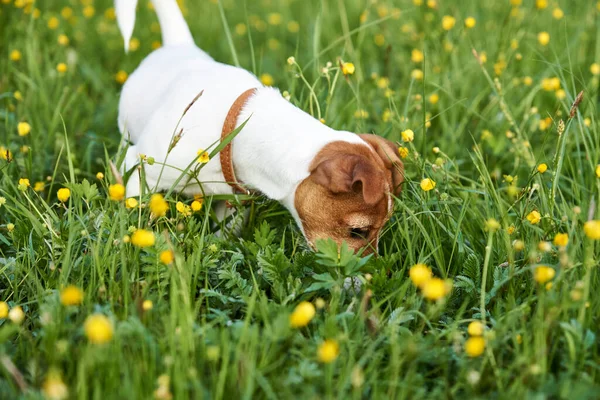 Dog plays in the park on the grass. Portrait of jack russell terrier