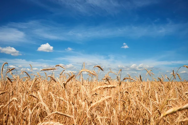 Rugører Tett Inntil Rugfelt Sommerdagen Innhøstingsprinsipp – stockfoto