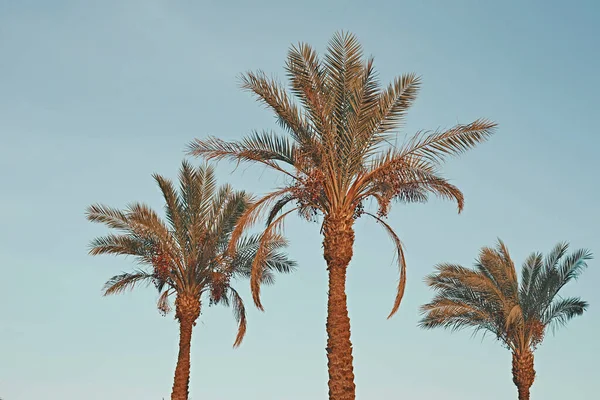 Palme Tropicali Contro Cielo Blu Foto Tonica Concetto Vacanza Estiva — Foto Stock