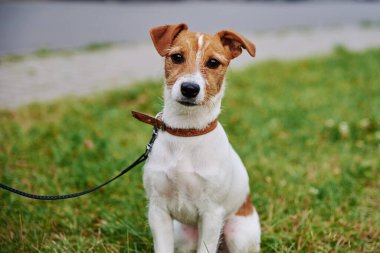 Yaz günü çimlerin üzerinde bir köpek. Jack Russel Terrier köpek yavrusu kameraya bakıyor.