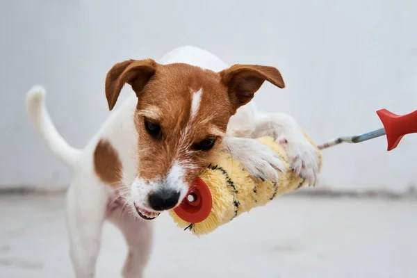 Dog Jack Russell Terrier Bermain Dengan Rol Cat Ruang Putih — Stok Foto