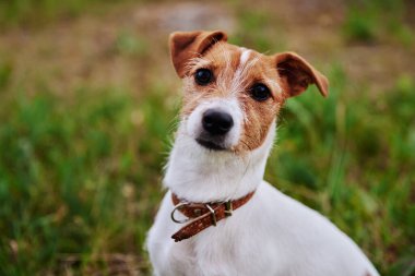Yaz günü çimlerin üzerinde bir köpek. Jack Russel Terrier köpek yavrusu kameraya bakıyor.