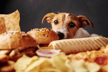 Aç köpek masadan yemek çalıyor. Jack Russell Terrier köpeği sağlıksız fast food yiyor. Evcil hayvan beslenmesi