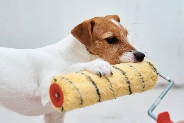 Собака Джек Рассел Терьер Играет Краской Ролика Белой Комнате Концепция — стоковое фото