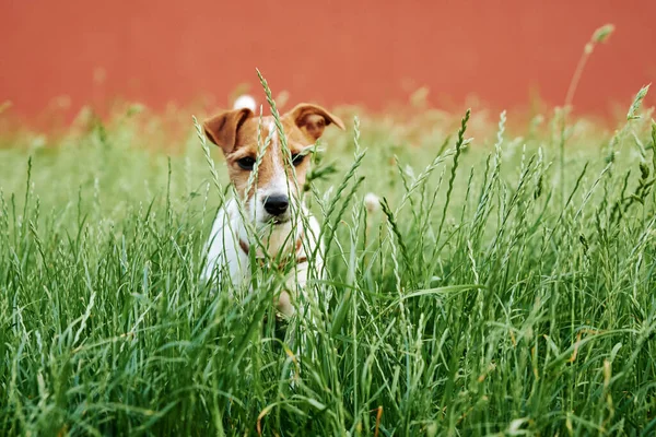 Cão Grama Dia Verão Jack Russel Terrier Cachorrinho Olha Para — Fotografia de Stock