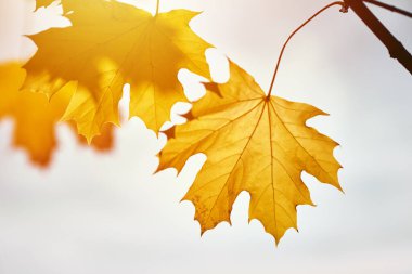 Akçaağaç yaprakları gökyüzü ile birlikte. Sonbahar arkaplanı